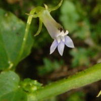 Lobelia alsinoides Lam.